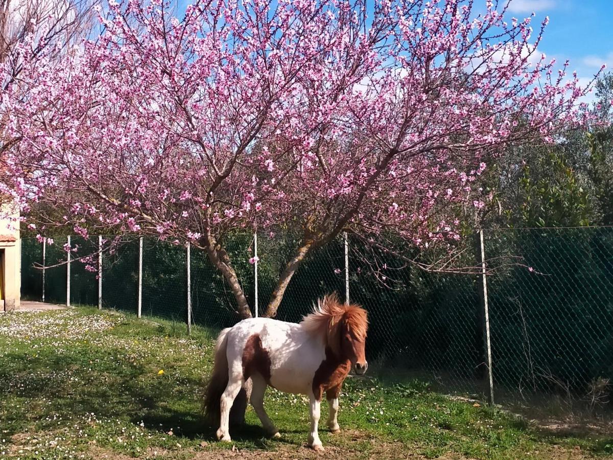 Agriturismo Lungo Albegna マンチャーノ エクステリア 写真