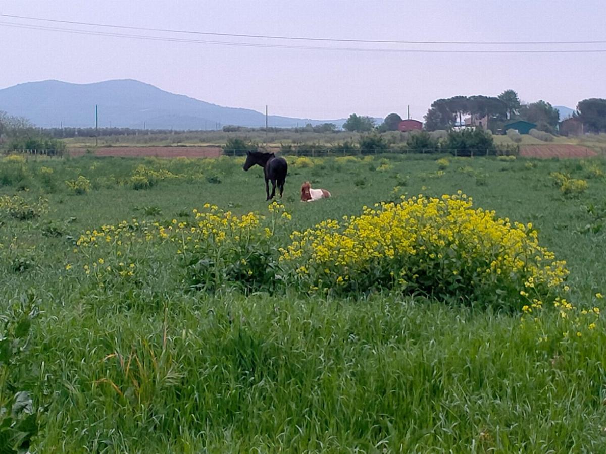 Agriturismo Lungo Albegna マンチャーノ エクステリア 写真