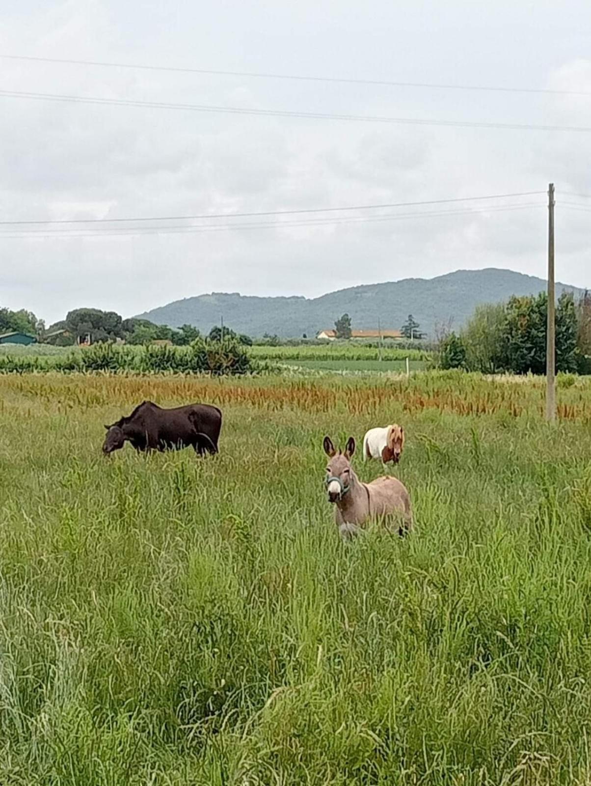 Agriturismo Lungo Albegna マンチャーノ エクステリア 写真